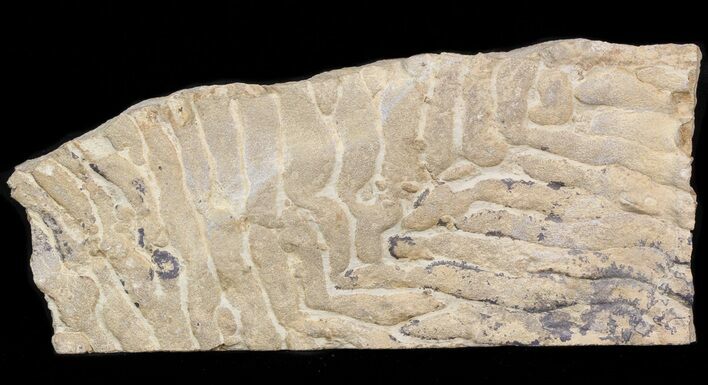 Pennsylvanian, Fossil Microbial Mat - Oklahoma #41122